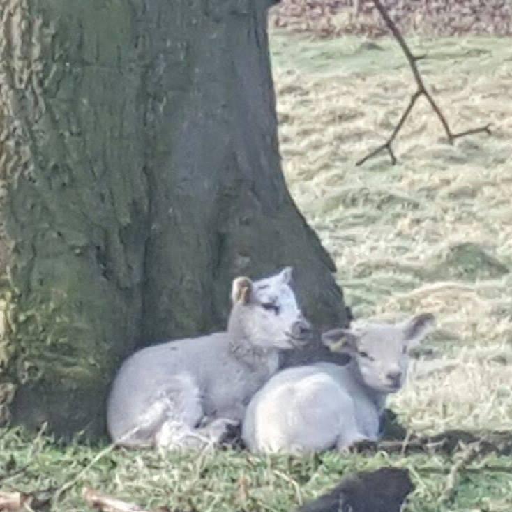 Spring not Sleep | Urban Wool