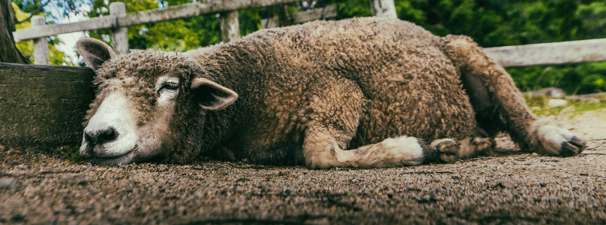 Sleeping sheep - Urban Wool